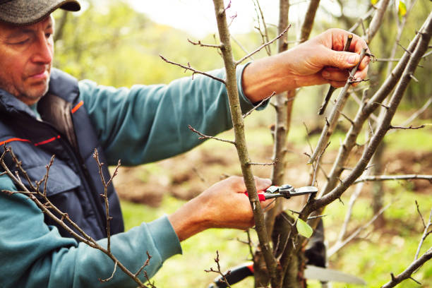 istock Man pruning tree branch with secateurs in the orchard 1339675159