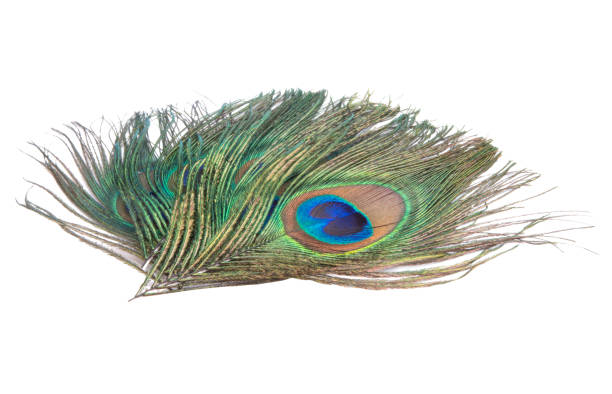istock Elegant colorful peacock bird feather isolated on the white 1339675280