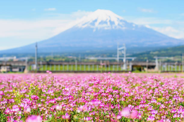 pink renge flower with railway and Fuji,Shizuoka pink renge flower field with mount fujisan at spring with blue sky in Fuji city, Shizuoka, Japan. Super high speed railway with beautiful natural view. bullet train mount fuji stock pictures, royalty-free photos & images