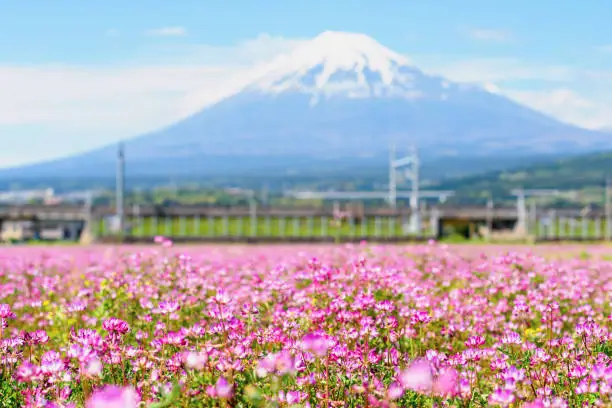 pink renge flower field with mount fujisan at spring with blue sky in Fuji city, Shizuoka, Japan. Super high speed railway with beautiful natural view.