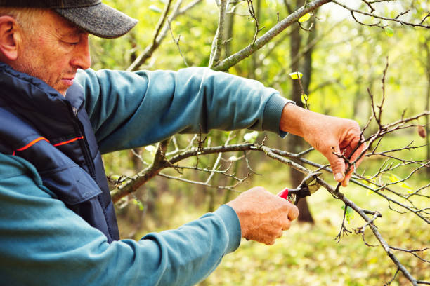 istock Man pruning tree branch with secateurs in the orchard 1339676132