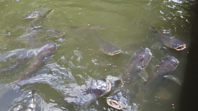 Feeding fish in pond