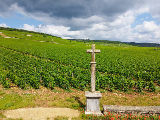 vista aeriana sobre el grand cru verde amurallado y los viñedos de primer cru con hileras de plantas de uvas pinot noir en cote de nuits, haciendo del famoso vino tinto de borgoña en la región de borgoña en el este de francia. - cote dor fotografías e imágenes de stock