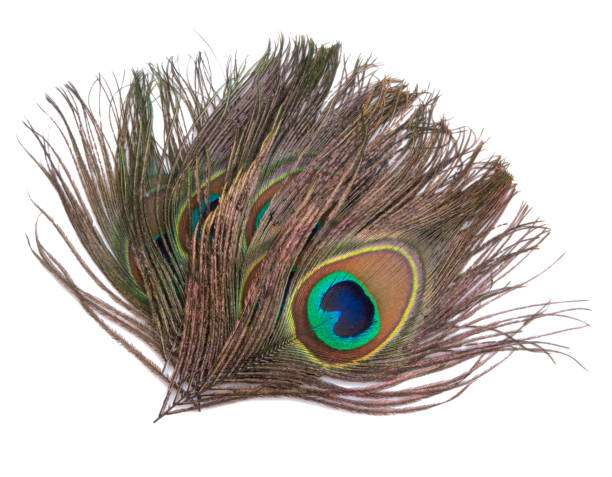 istock Elegant colorful peacock bird feather isolated on the white 1339677799