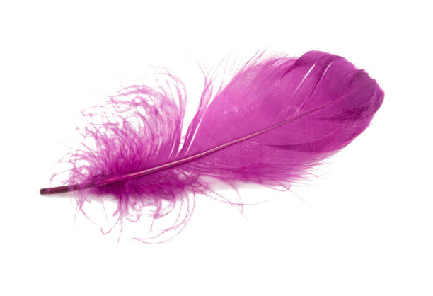 istock Fluffy bird feather violet color in studio isolated on the white 1339677874