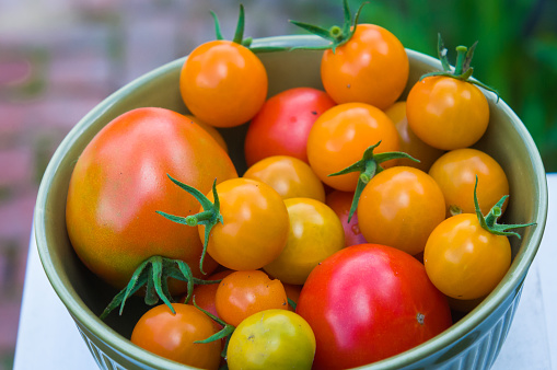 A bowl is filled to overflowing with tomato varieties from a back yard garden