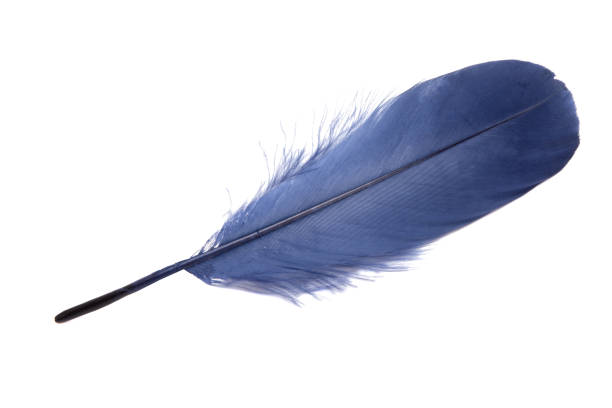 istock Dark Blue fluffy feather isolated on the white 1339679376