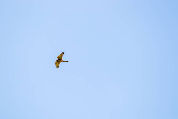 istock Kestrel at the North Sea 1339679881