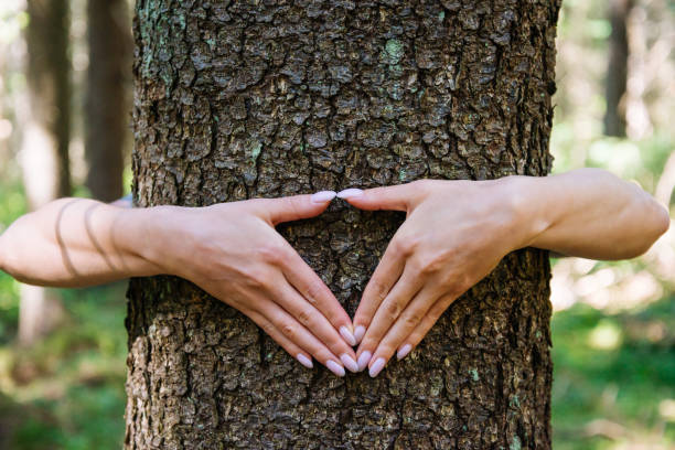istock Hands making heart shape gesture on a trunk in forest. 1339680620