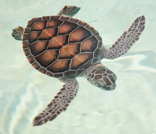 istock Sea Turtle in Xcaret, Mexico. 133968078