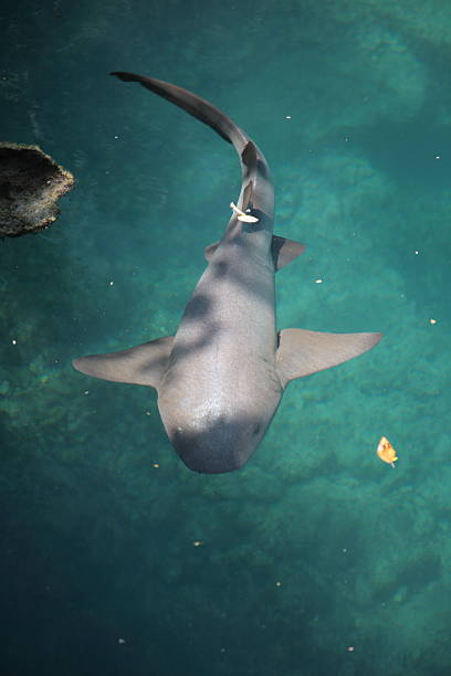 istock shark in Xcaret, Mexico. 133968088