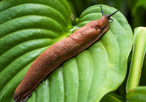Photo of A large roadside slug is crawling along the hosta leaf.