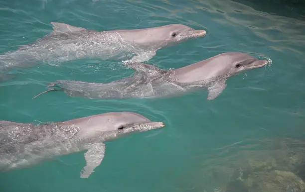 A portrait of beautiful Dolphins in Xcaret, Mexico.