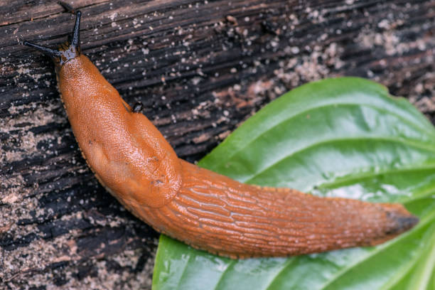 istock A large roadside slug crawls from a hosta leaf to a tree. 1339681180
