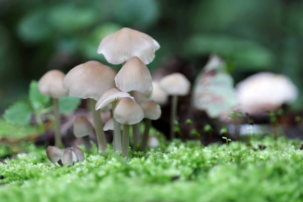 funghi funghi funghi toadstool nella foresta - moss fungus macro toadstool foto e immagini stock