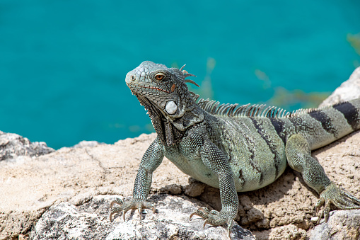 Green iguana sitting on the hands of man