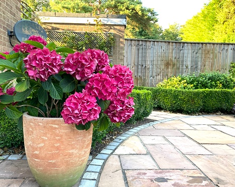 Bigleaf hydrangea or hydrangea macrophylla with pink flowers in a garden planter