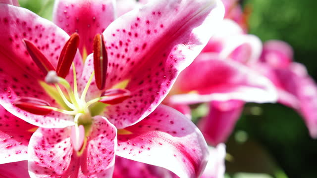 Close-up of Pink Lilys in a Garden in Summer