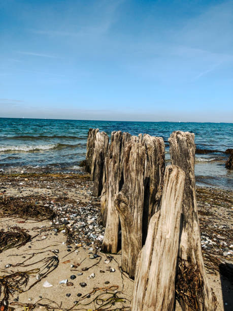 istock Old wooden poles on the beach 1339684600