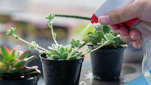 istock Watering succulent plants in pots with a hand-held spray 1339684676