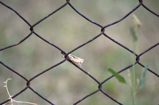 a small brown grasshopper on a wire fence