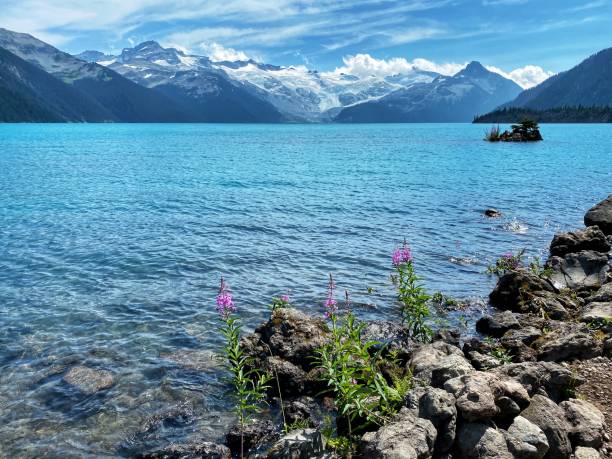 Garibaldi Lake in summer, BC, Canada Garibaldi Lake in summer in Squamish, BC, Canada flower mountain fireweed wildflower stock pictures, royalty-free photos & images