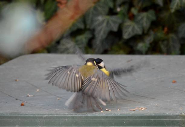 istock two small birds are arguing over food on a plastic green table 1339685992