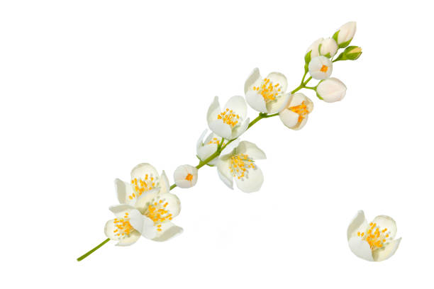 istock jasmine. The branch delicate spring flowers. 1339687450