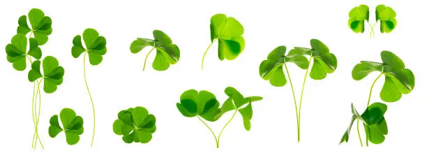 Photo of green clover leaves isolated on white background. St.Patrick 's Day.