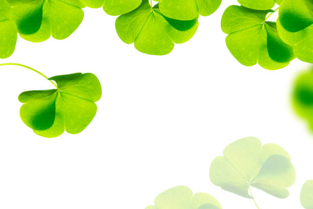 istock green clover leaves isolated on white background. St.Patrick 's Day. 1339687466
