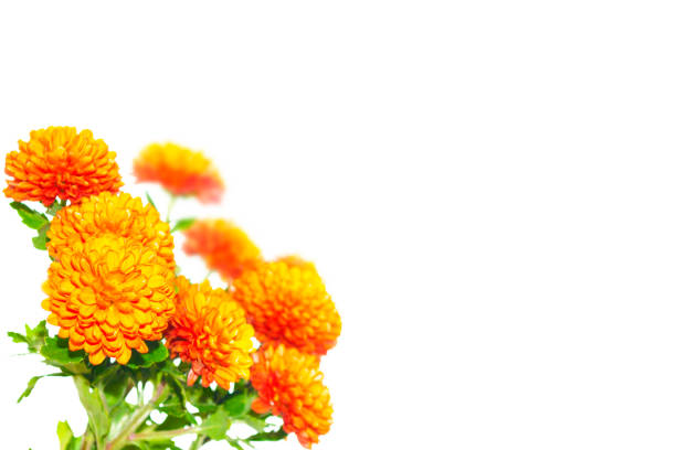 background texture made of yellow sunflower fresh and place for text,  photo manipulation