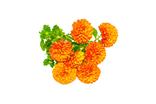 istock flowers of chrysanthemum on a white background. 1339687572