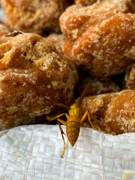 Stock photo showing a close-up view of a Yellow Paper Wasp (Polistes versicolor) crawling over pieces of jaggery in large sacks being sold by a market trader from outdoor stall display. This produce is used as a 'healthy' alternative to sugar. imagen de fotograma completo de un gran saco de plástico de jaggery (azúcar sin refinar hecho de caña de azúcar) siendo investigado por una avispa de papel amarillo (polistes versicolor), exhibición de puestos de mercado, enfoque en primer plano