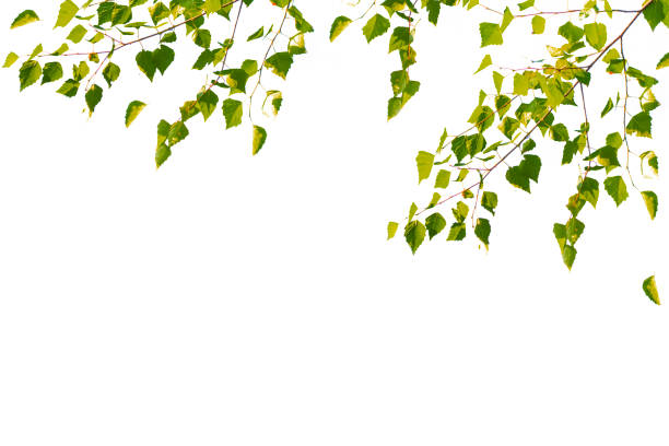 istock birch leaves isolated on white background. 1339687654