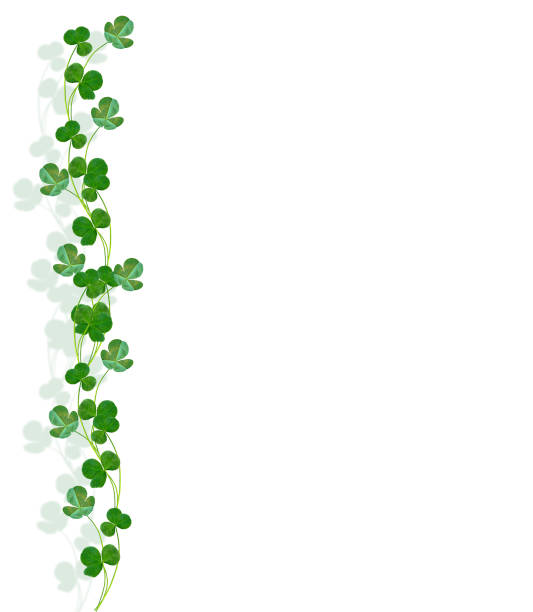 istock clover on white background. Green foliage 1339687784