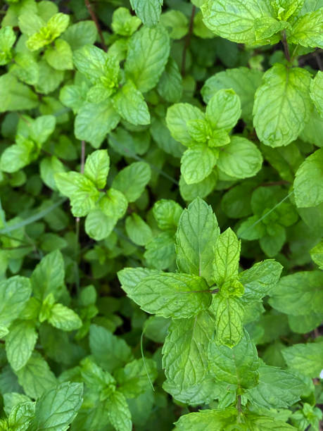 immagine a tutto cornice di germogli e foglie invasivi di menta di mele (mentha suaveolens) che crescono nel giardino delle erbe / orto, vista elevata - menta piperita foto e immagini stock