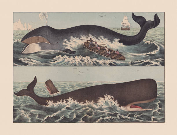 ilustraciones, imágenes clip art, dibujos animados e iconos de stock de whales (cetacea), cromolitografía coloreada a mano, publicada en 1869 - cachalote