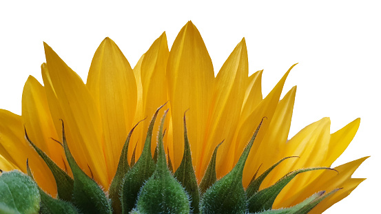 Close up of sunflower petals on white background