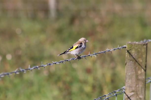 istock Bird with yellow wings 1339691509