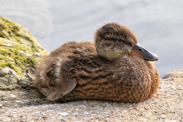 istock Juvenile duck close-up 1339691866