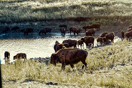 Bison at watering hole.
