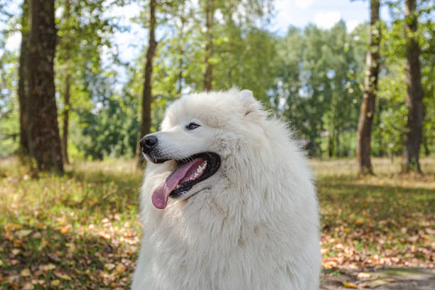 istock Samoyed. White fluffy dog close-up outdoors in summer 1339691974