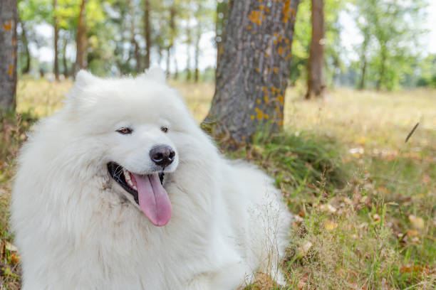istock Samoyed. A large white fluffy dog in nature 1339691979