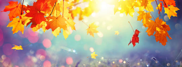 istock Autumn Maple Leaves Colorful Background 1339692894