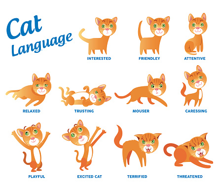 Feline Language Cat Language Stock Illustration - Download Image Now - Animal, Animal ...