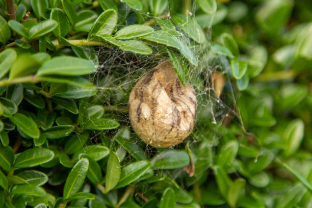 The wasp spider, zebra spider, silk ribbon spider or tiger spider dies after the completion of the cocoon.