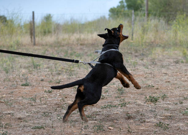 istock young puppy rottweiler 1339695152