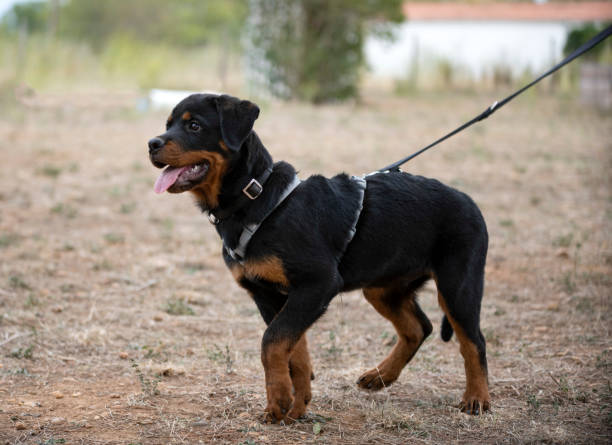 istock young puppy rottweiler 1339695182