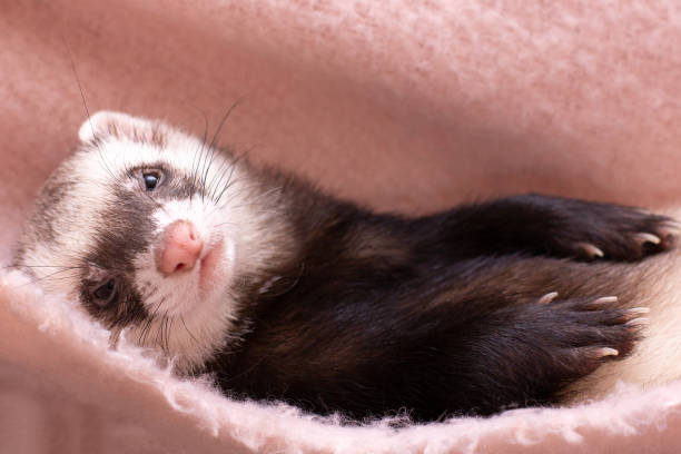 istock The ferret is sleeping and resting 1339695398