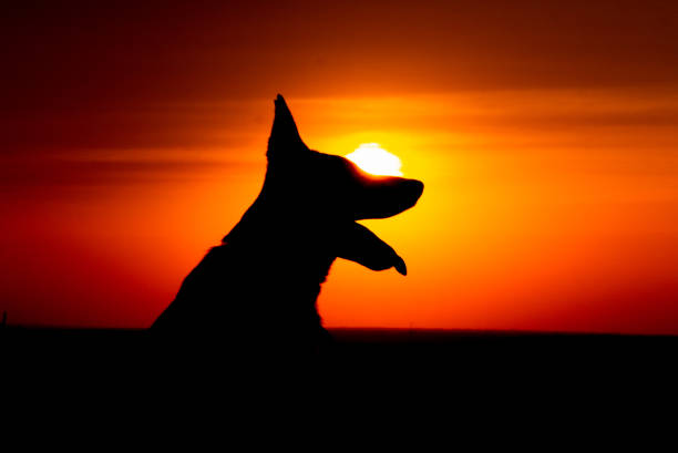 istock German shephard dog portrait silhouette at sunset 1339695589